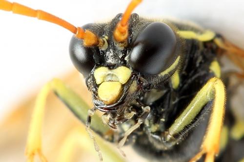 Réf. 272 071 : Tenthredo scrophulariae