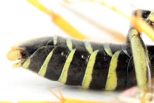 Réf. 272 072 : Tenthredo scrophulariae