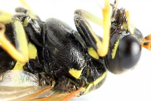 Réf. 272 073 : Tenthredo scrophulariae