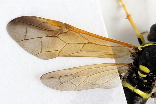 Réf. 272 074 : Tenthredo scrophulariae