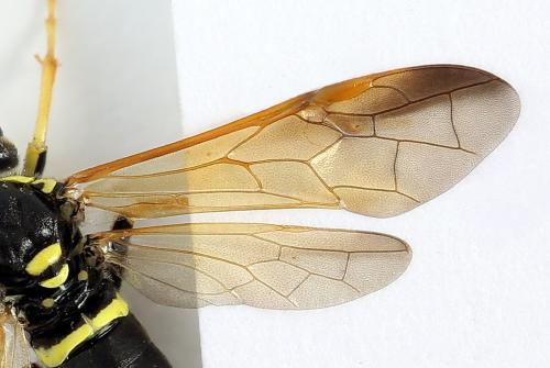 Réf. 272 075 : Tenthredo scrophulariae
