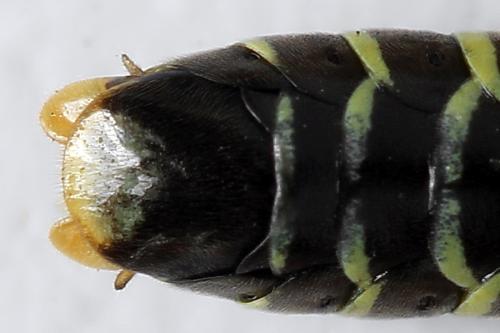 Réf. 272 077 : Tenthredo scrophulariae