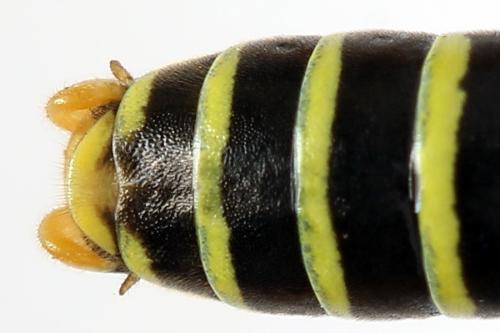 Réf. 272 076 : Tenthredo scrophulariae