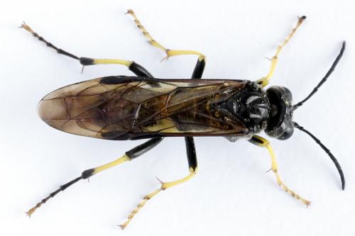 Réf. 272 527 : Tenthredo temula