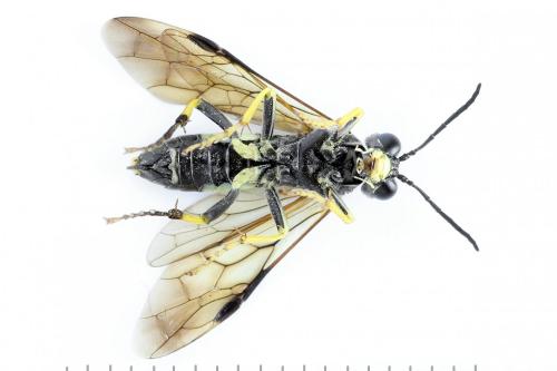 Tenthredo temula