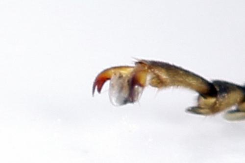 Tenthredo temula