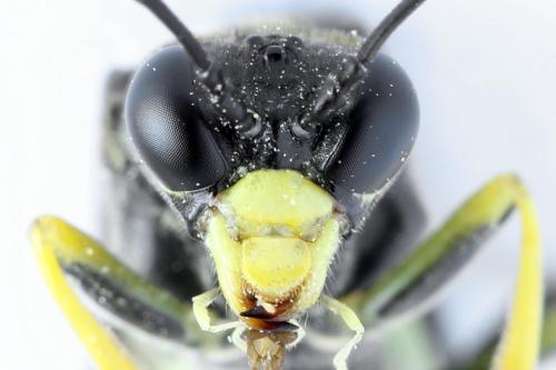 Tenthredo temula