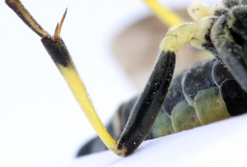 Tenthredo temula