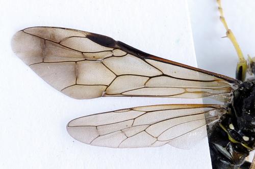 Tenthredo temula