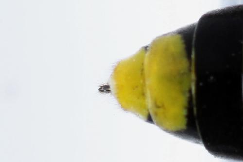 Tenthredo temula
