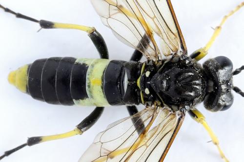 Tenthredo temula