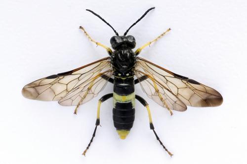 Réf. 272 543 : Tenthredo temula