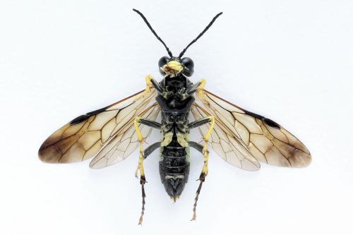 Réf. 272 544 : Tenthredo temula