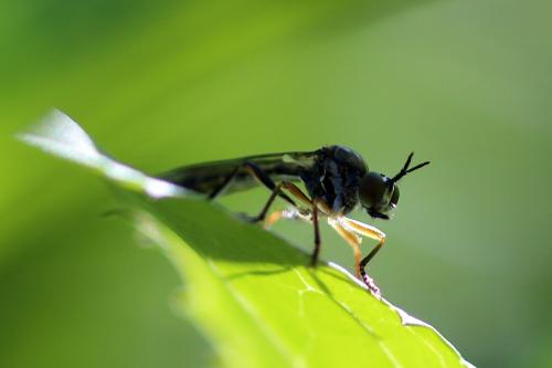 Dioctria hyalipennis