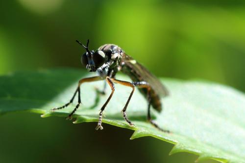 Dioctria hyalipennis