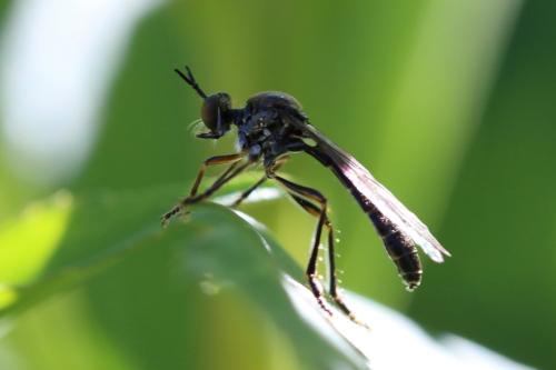 Dioctria hyalipennis