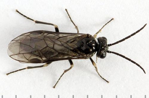 Réf. 272 278 : Empria liturata