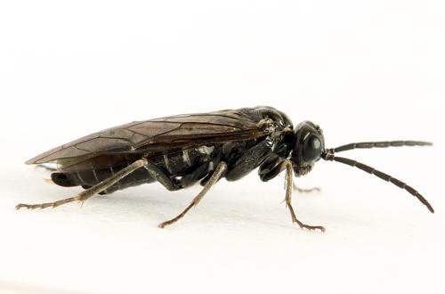 Empria liturata