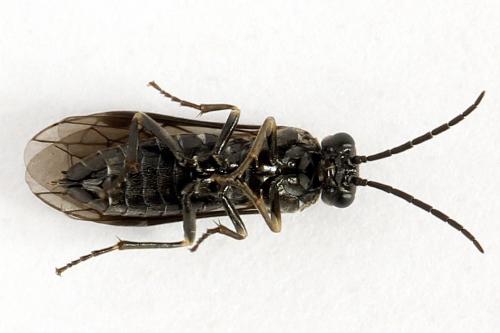 Empria liturata