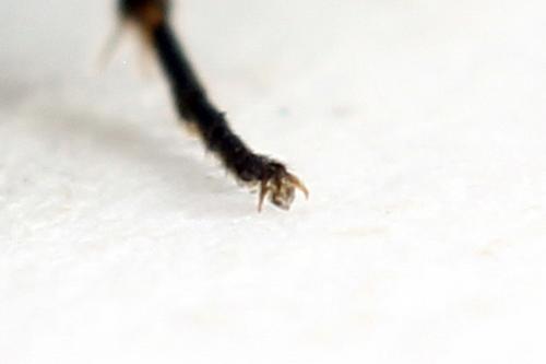 Empria liturata