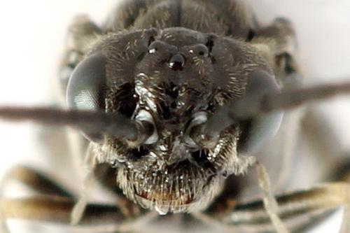 Empria liturata