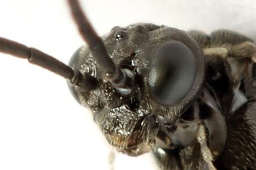 Empria liturata