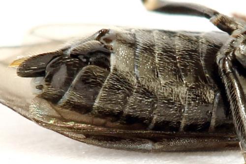 Empria liturata