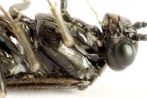Empria liturata