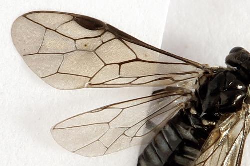 Réf. 272 286 : Empria liturata