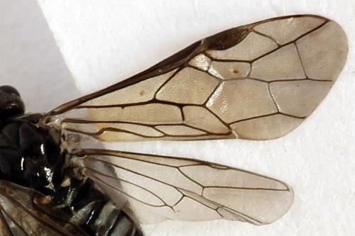 Empria liturata