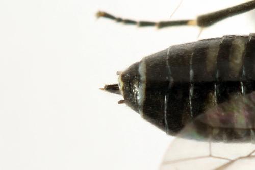 Empria liturata