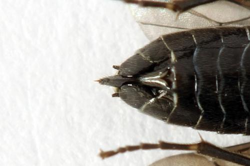 Empria liturata