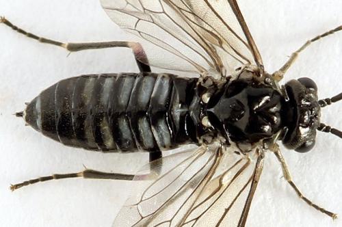 Empria liturata