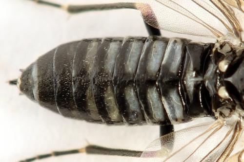 Empria liturata