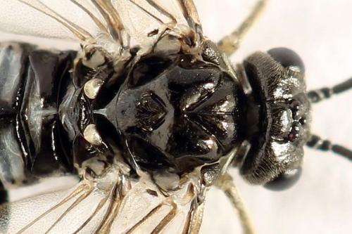 Empria liturata