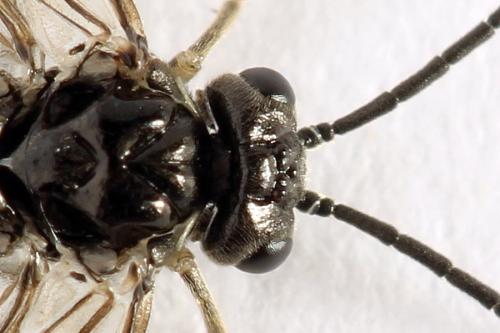 Empria liturata
