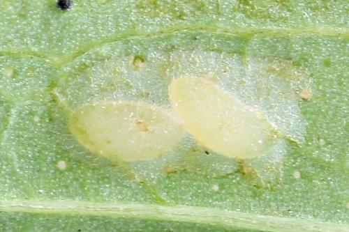 Zonuledo amoena