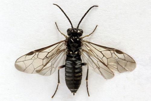 Empria liturata