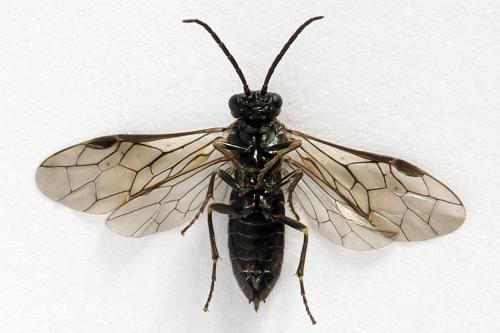 Empria liturata