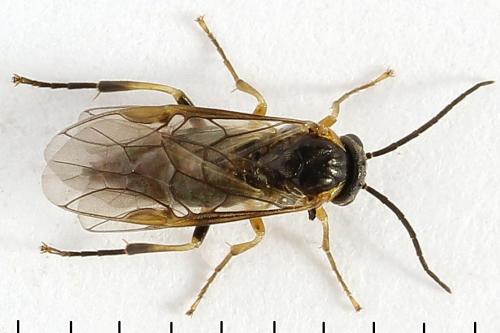 Réf. 272 685 : Pristiphora abietina