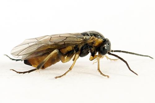 Réf. 272 686 : Pristiphora abietina