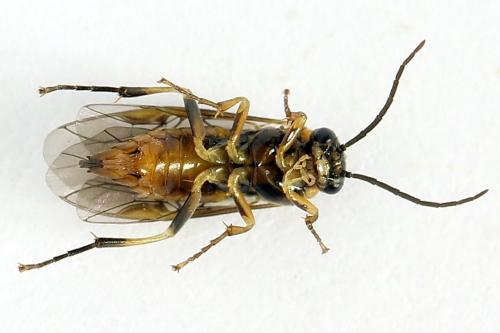 Réf. 272 687 : Pristiphora abietina