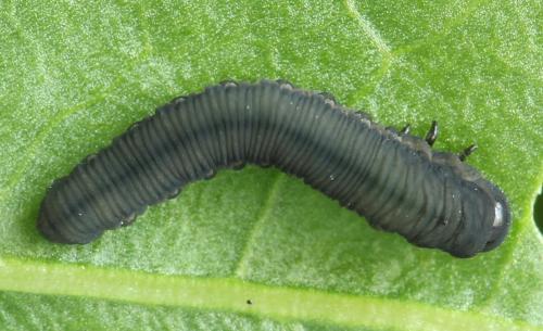 Réf. 272 811 : Athalia rosae