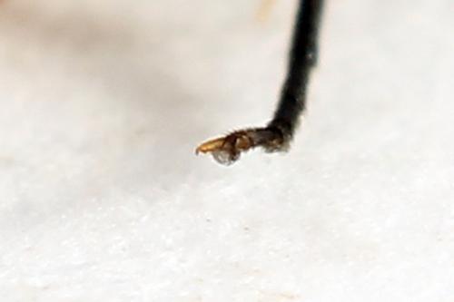 Réf. 272 688 : Pristiphora abietina