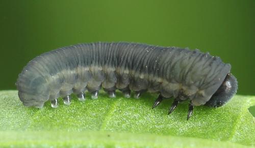 Réf. 272 810 : Athalia rosae