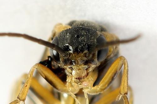 Réf. 272 689 : Pristiphora abietina