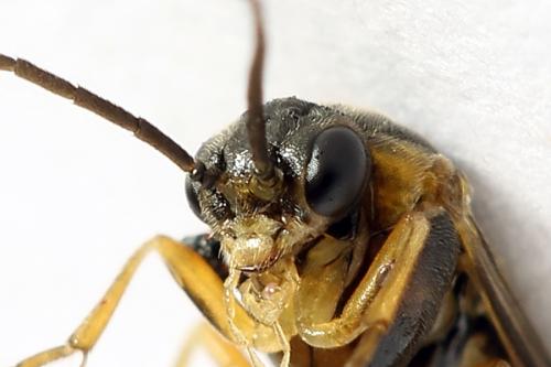 Réf. 272 690 : Pristiphora abietina