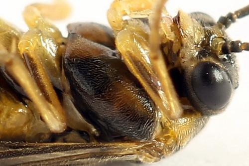 Réf. 272 692 : Pristiphora abietina