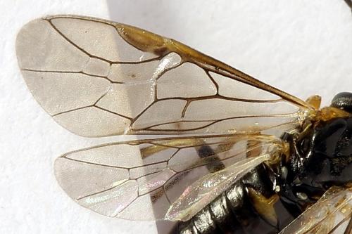 Réf. 272 693 : Pristiphora abietina