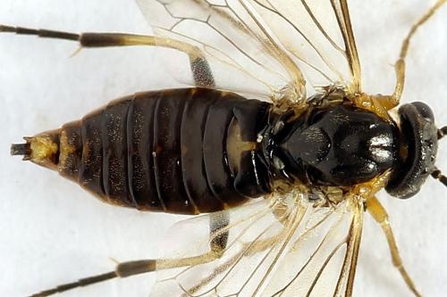 Réf. 272 694 : Pristiphora abietina